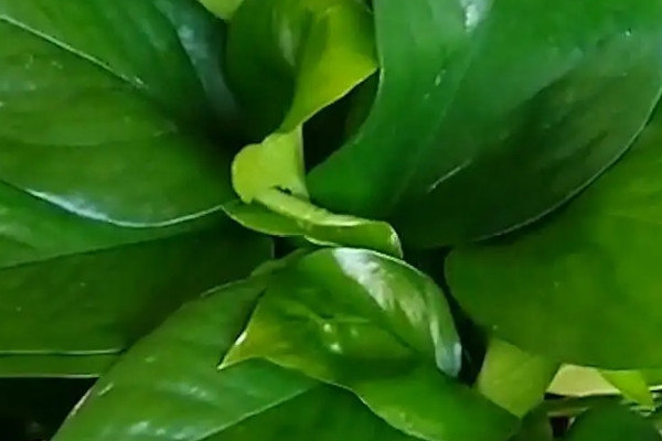 綠蘿可以在家裏養嗎