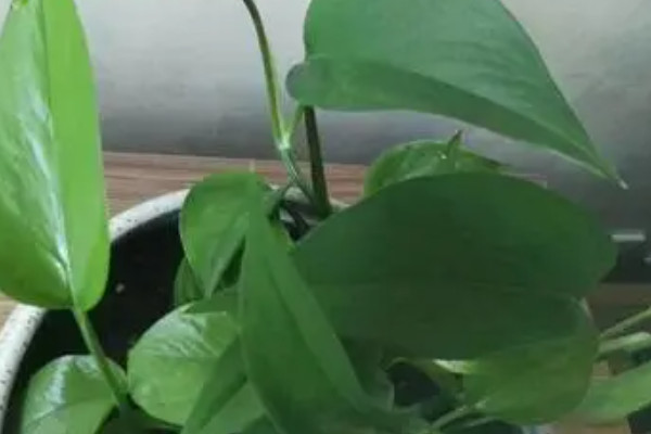 綠蘿可以在家裏養嗎