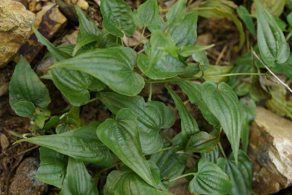 百部根怎麼種植