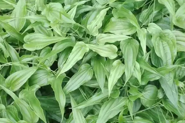 百部根怎麼種植