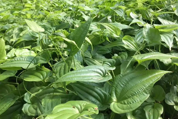 百部根怎麼種植
