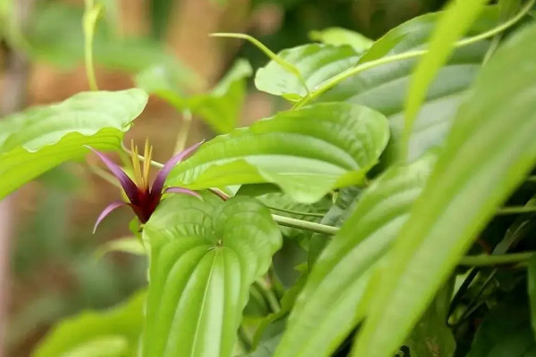 百部根怎麼種植