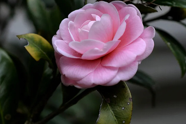 茶花11月份可以扡插嗎