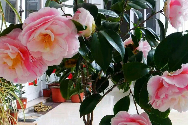 茶花11月份可以扡插嗎