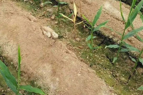 種植生薑的步驟方法和時間