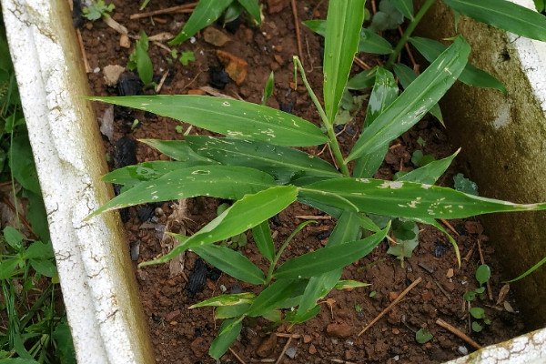 種植生薑的步驟方法和時間