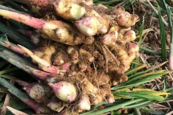 種植生薑的步驟方法和時間