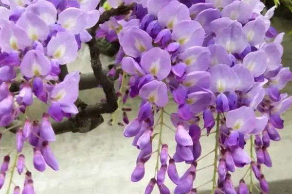 紫藤花怎麼種植