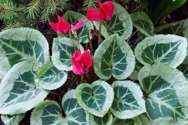 仙客來種子發芽之後如何栽培