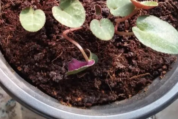仙客來種子發芽之後如何栽培