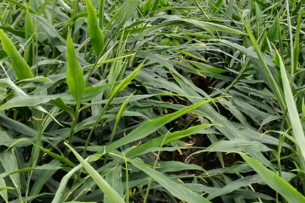 生薑怎麼種植方法