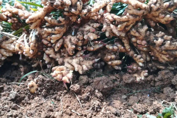 生薑怎麼種植方法