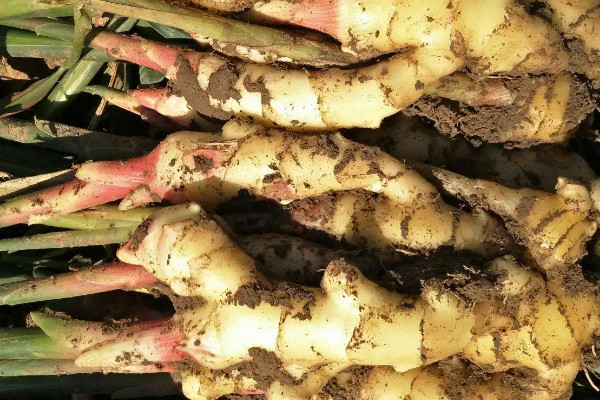 生薑怎麼種植方法
