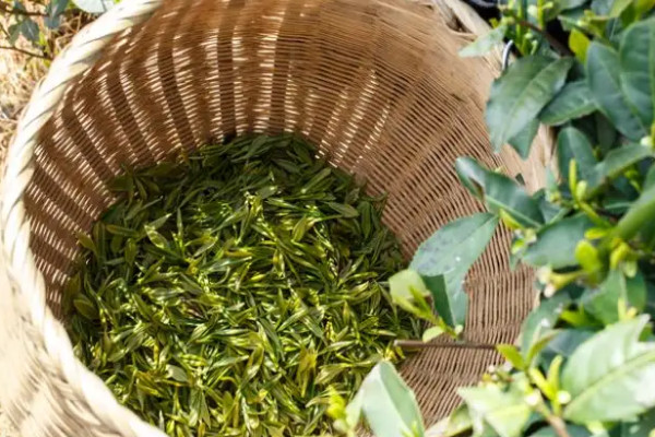 明前茶是什麼茶,什麼是明前茶