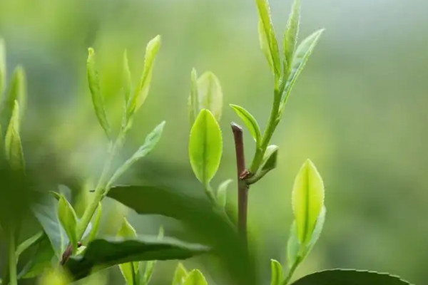 明前茶什麼意思,明前茶說的是什麼茶