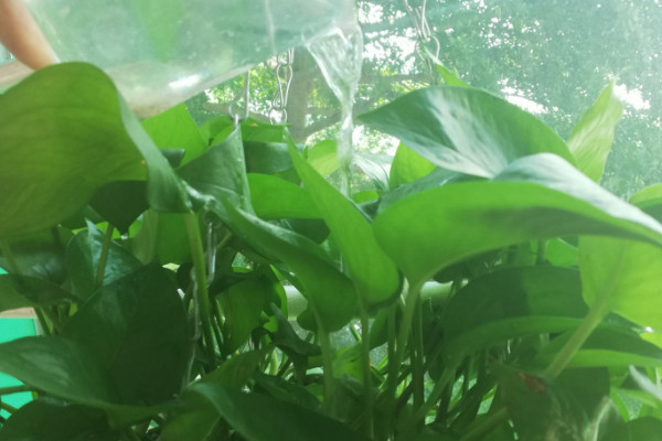 綠蘿發黴是什麼原因
