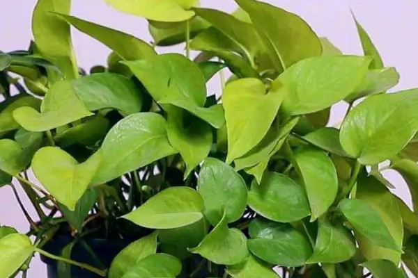 綠蘿發黴是什麼原因