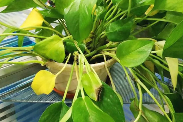 綠蘿發黴是什麼原因