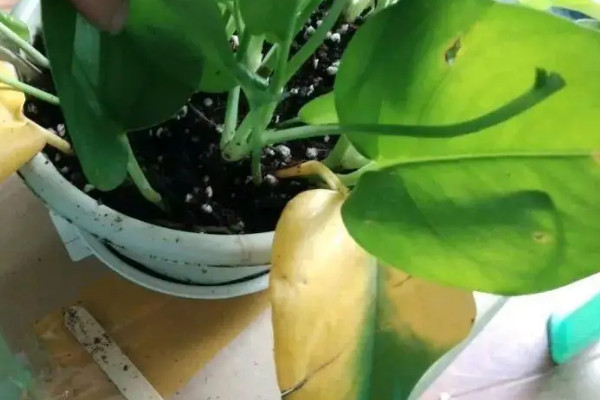 綠蘿葉子長黑斑是怎麼回事