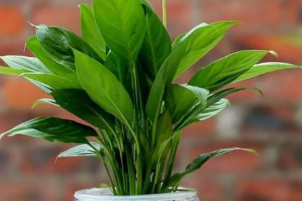 綠植一帆風順怎麼養