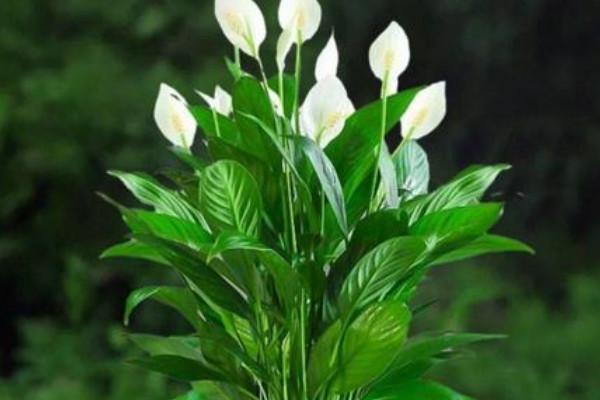 綠植一帆風順怎麼養