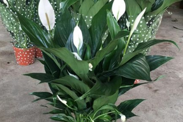綠植一帆風順怎麼養