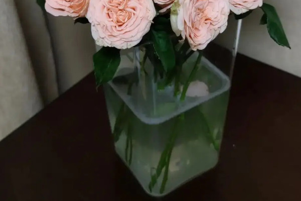玫瑰花怎麼養水裏可以放幾天