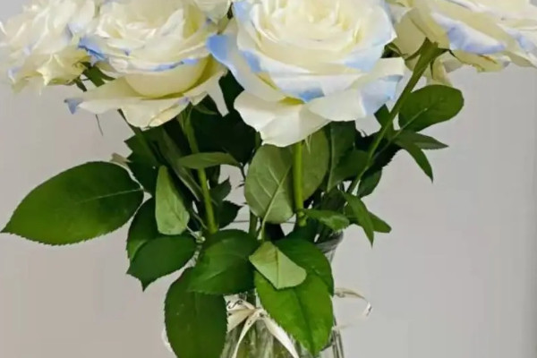 玫瑰花怎麼養水裏可以放幾天