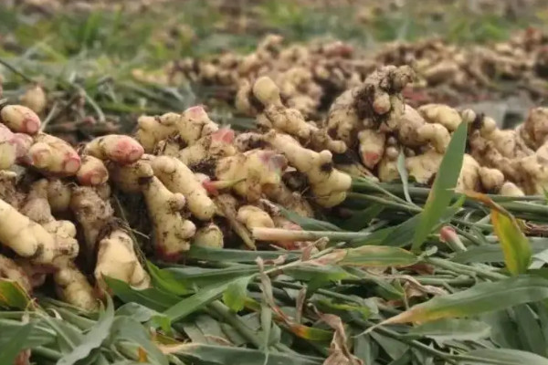 大薑種植技術和管理技術