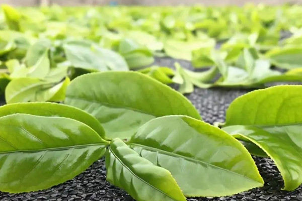 鳳凰茶品種有哪些,鳳凰茶有什麼品種