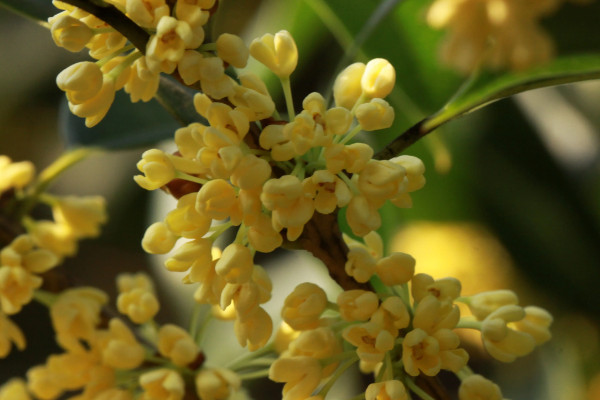 秋季開什麼花?