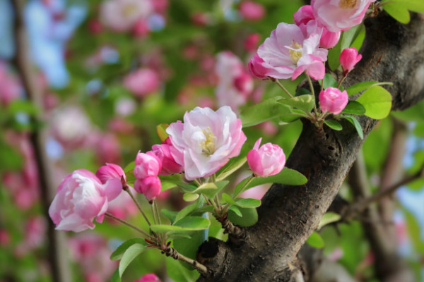秋季開什麼花?