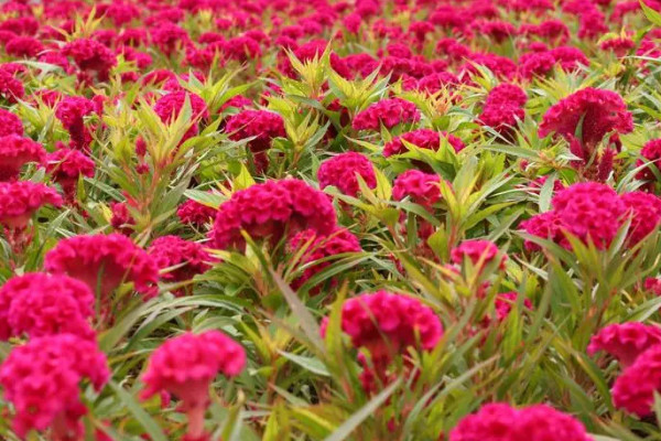 秋季開什麼花?