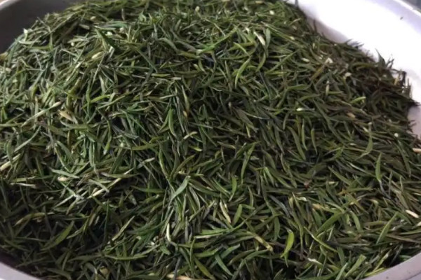 金壇雀舌屬於什麼茶類，金壇雀舌是什麼茶樹
