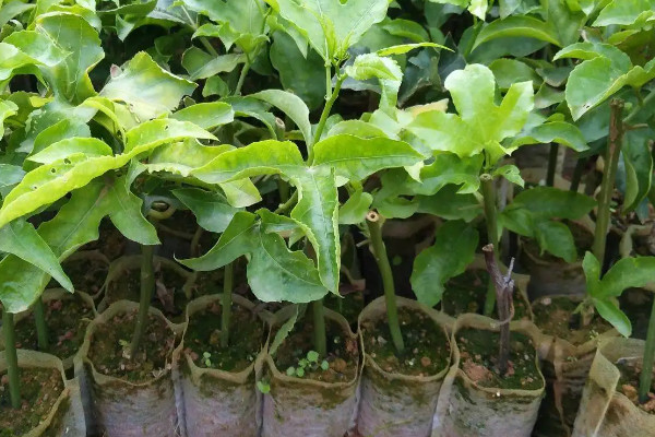 陽台種植百香果的時間和方法步驟,百香果在陽台如何種植