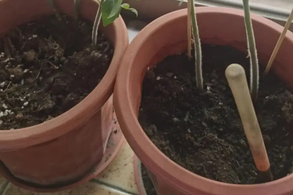陽台種植百香果的時間和方法步驟,百香果在陽台如何種植