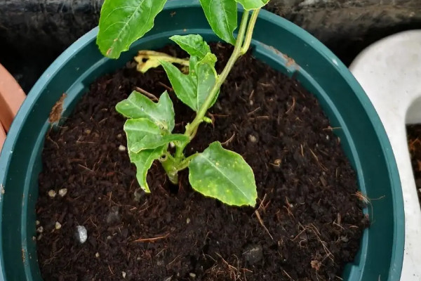 陽台種植百香果的時間和方法步驟,百香果在陽台如何種植
