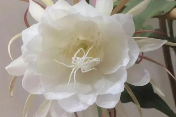 曇花扡插時間方法