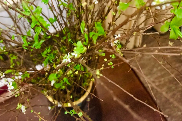 幹枝雪柳的養殖方法和注意事項盆栽