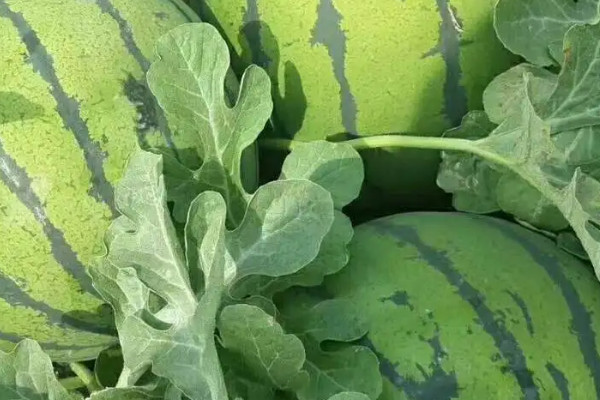 西瓜花是什麼顏色的
