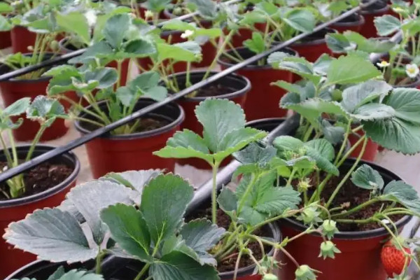 家庭陽台草莓種植方法