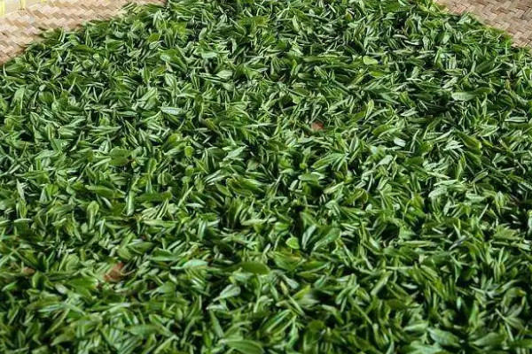 南京雨花茶是什麼茶,南京雨花茶屬於哪類茶