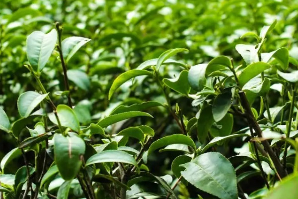漢中仙毫是啥茶,漢中仙毫是什麼茶葉