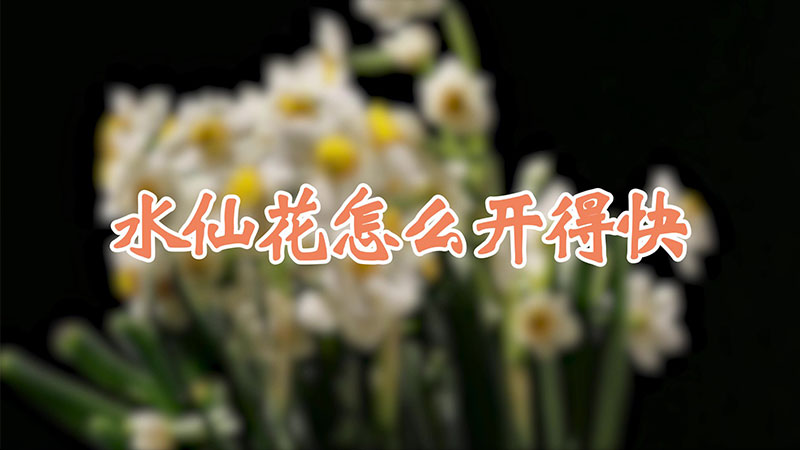 水仙花怎麼開得快