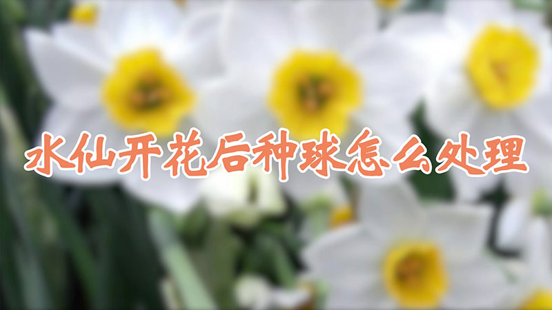 水仙開花後種球怎麼處理