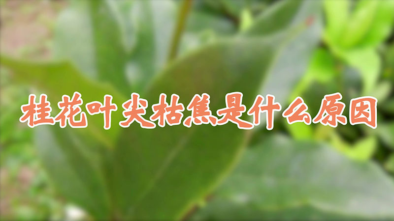 桂花葉尖枯焦是什麼原因