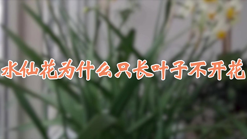 水仙花為什麼隻長葉子不開花