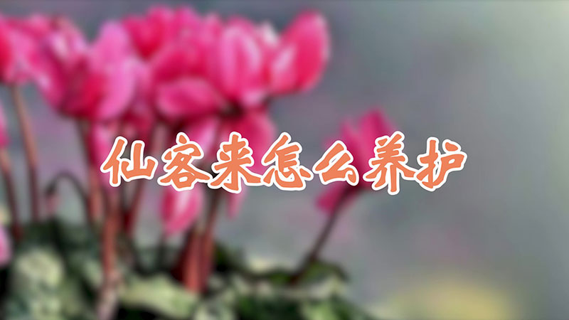 仙客來怎麼養護