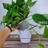 綠蘿葉子發黃怎麼辦:4個處理技巧教你解決