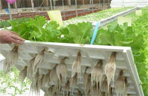 水培蔬菜怎麼種植方法教程